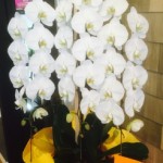 2017年も一月過ぎました。この1ヶ月のあいだにも福岡の街はたくさん開店開業、移転お祝いございました。用途に見合った新鮮な花鉢、グリーンをお届けいたします。
