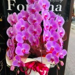 福岡の街はまた少しずつ動き始めました！開店開業もこれから増えてきます！とても発色の良いピンクの胡蝶蘭。